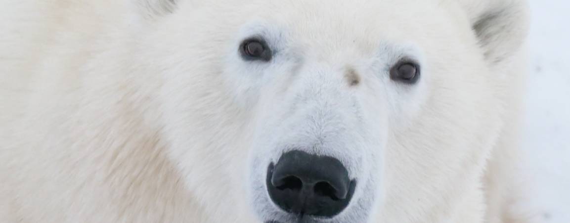 A close up of a polar bear's face