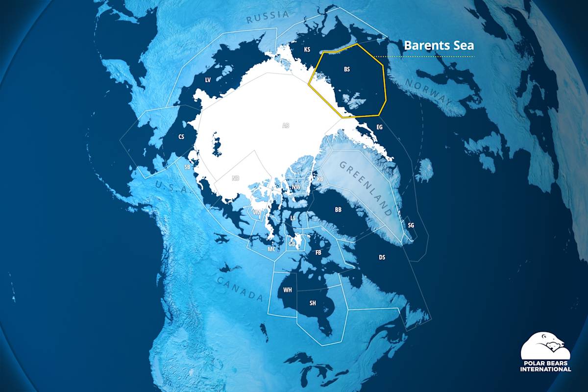 A map of the circumpolar Arctic with a highlighted box around the range of the Barents Sea polar bears