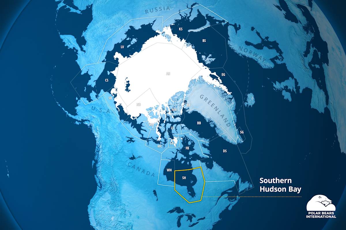 A map of the 20 polar bear subpopulations with the Southern Hudson Bay subpopulation highlighted