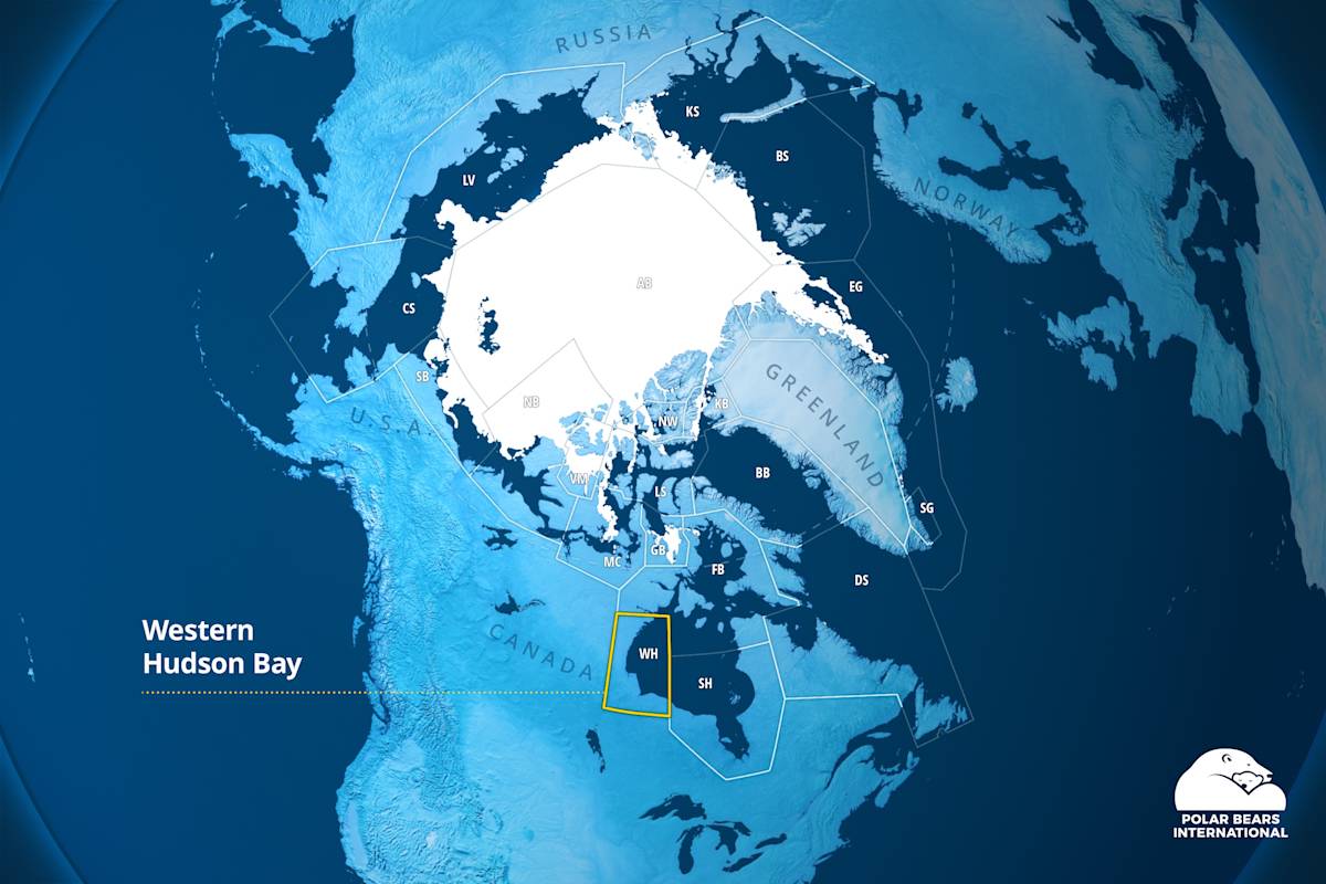 A map showing the circumpolar Arctic with the polar bear subpopulation ranges, with Western Hudson Bay polar bear subpopulation range highlighted