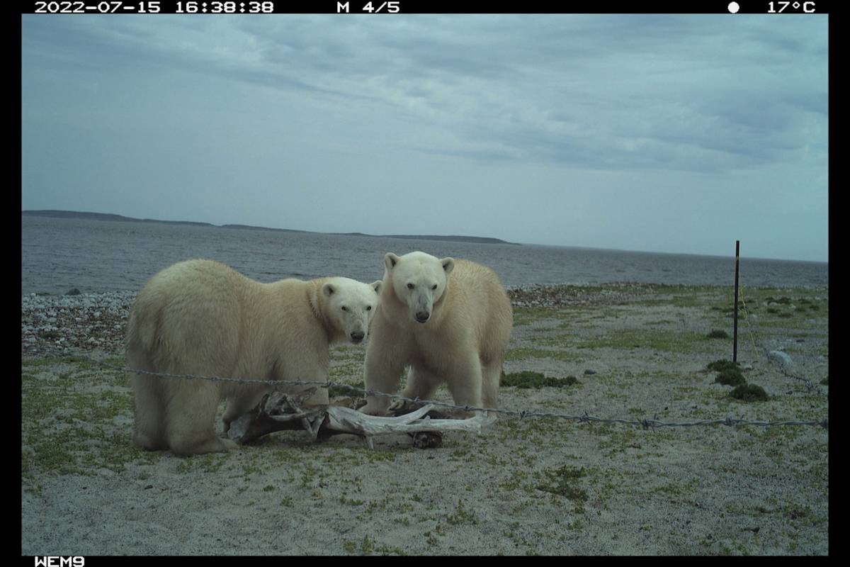 Two wild polar bears near the hair snare research project