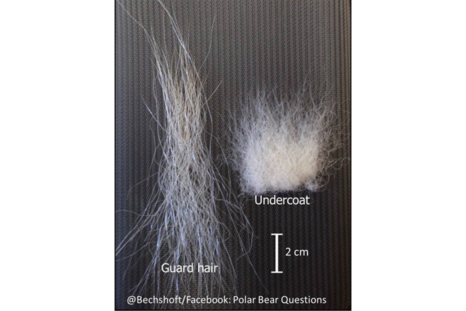 Polar bear guard hair compared next to polar bear undercoat hair.