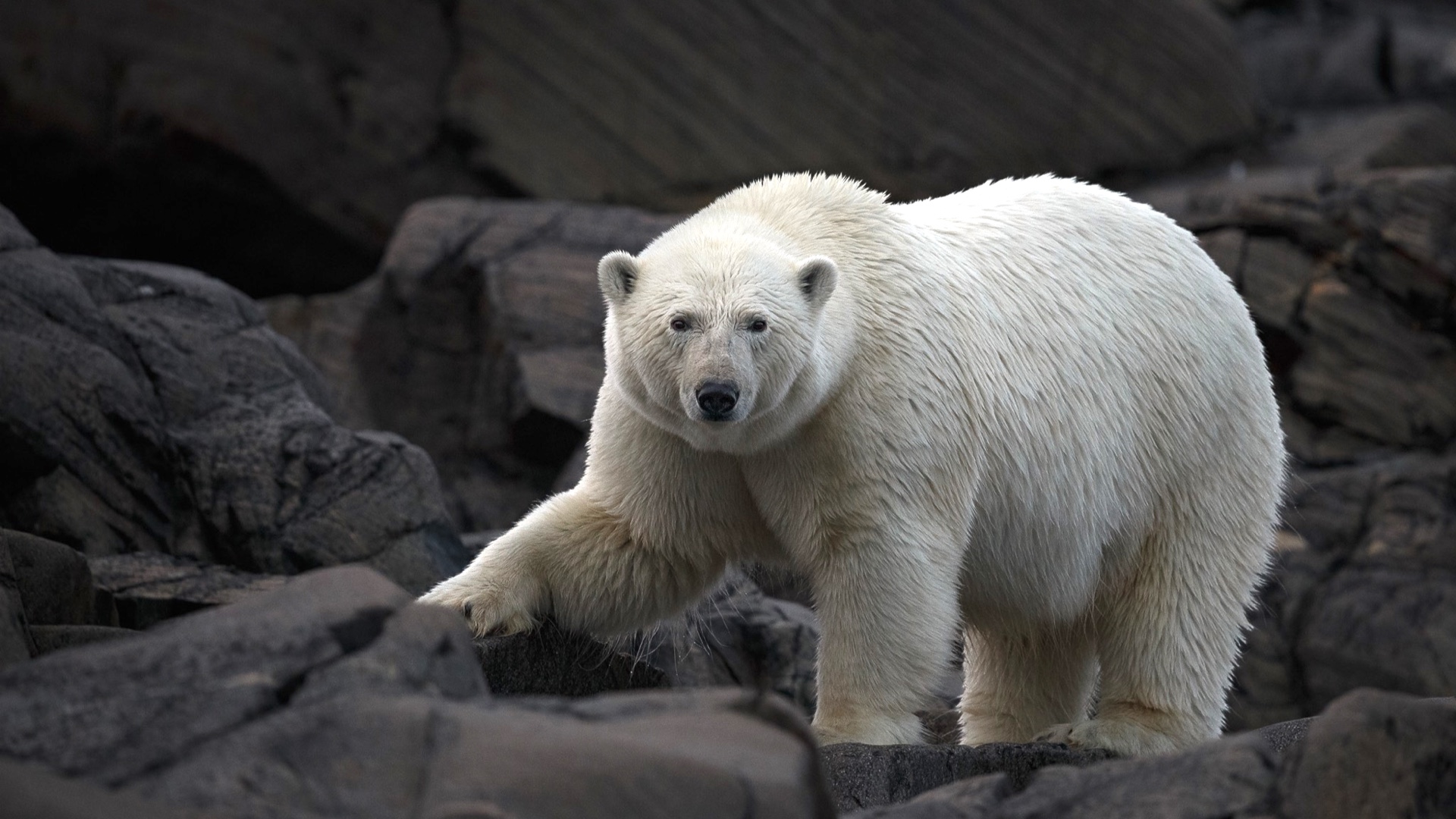 A large white polar bear standing on dark rocks.