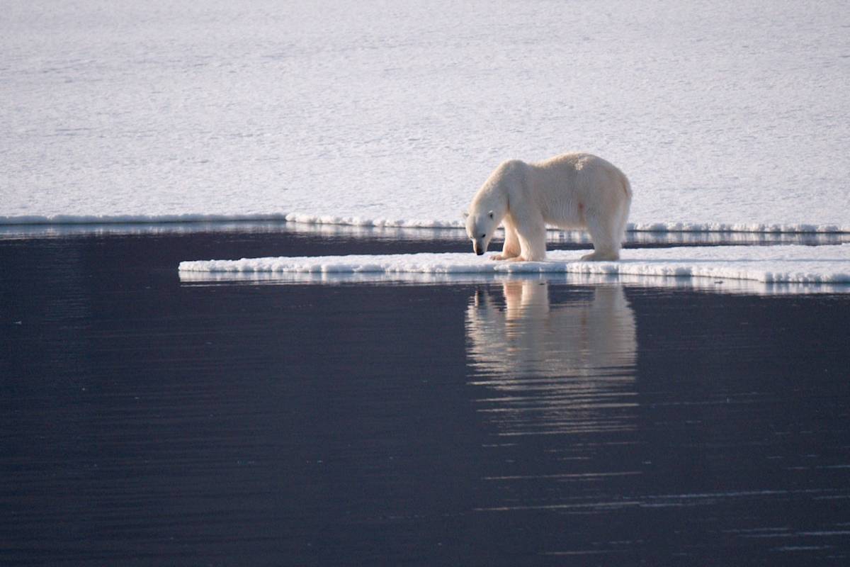 Polar bear on the edge of the sea ice, looking into open water in Svalbard