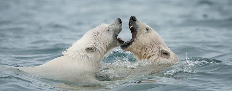 Two polar bears swimming