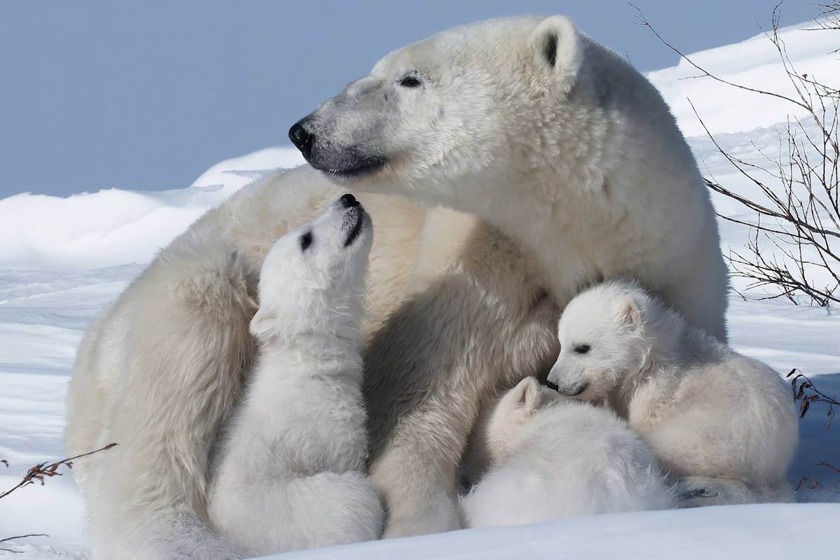 Polar bear mom and three cubs snuggling