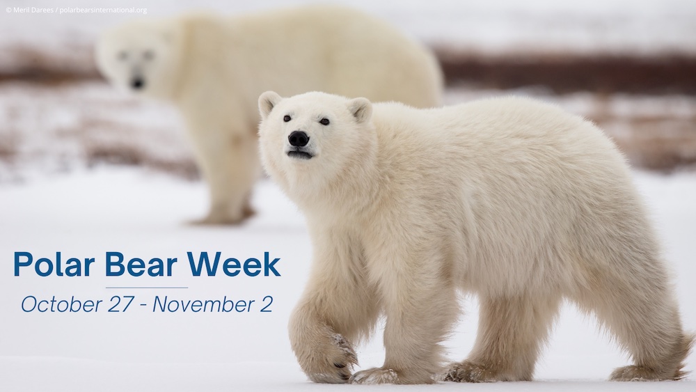 Two polar bears walking on snow. Text on image says,