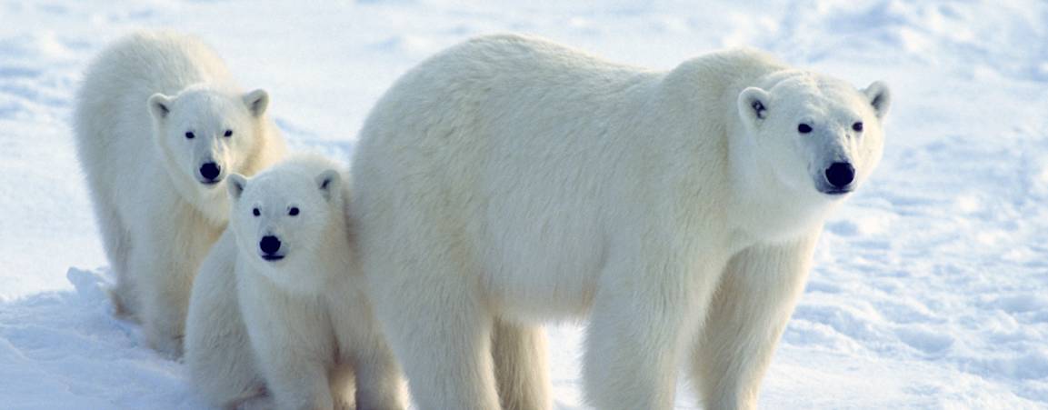 Mama bear with two cubs following closely behind her, all looking at the camera