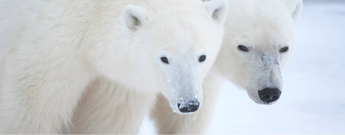 Two polar bears looking at the camera