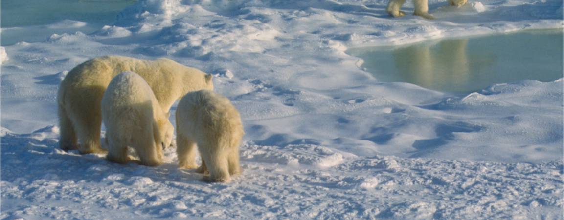 Mom and cubs on sea ice