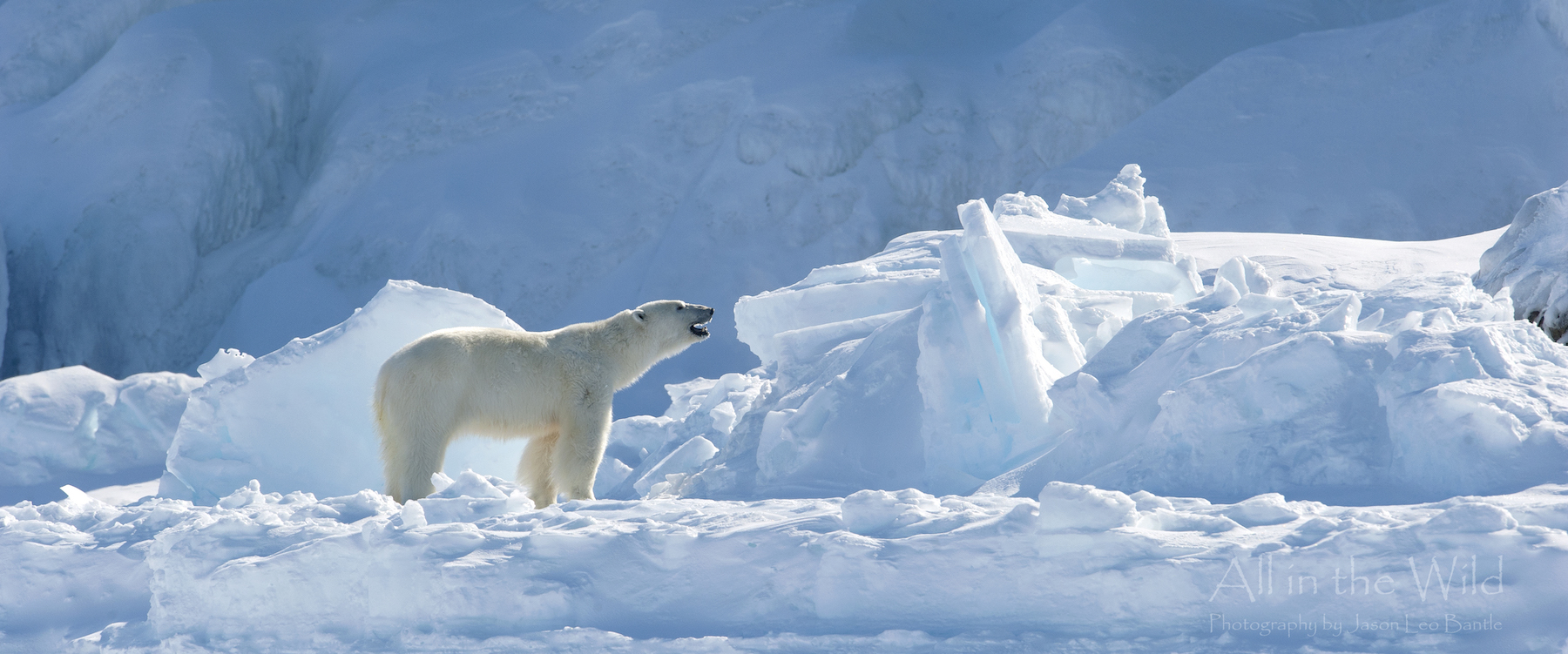 A polar bear standing among ice formations.