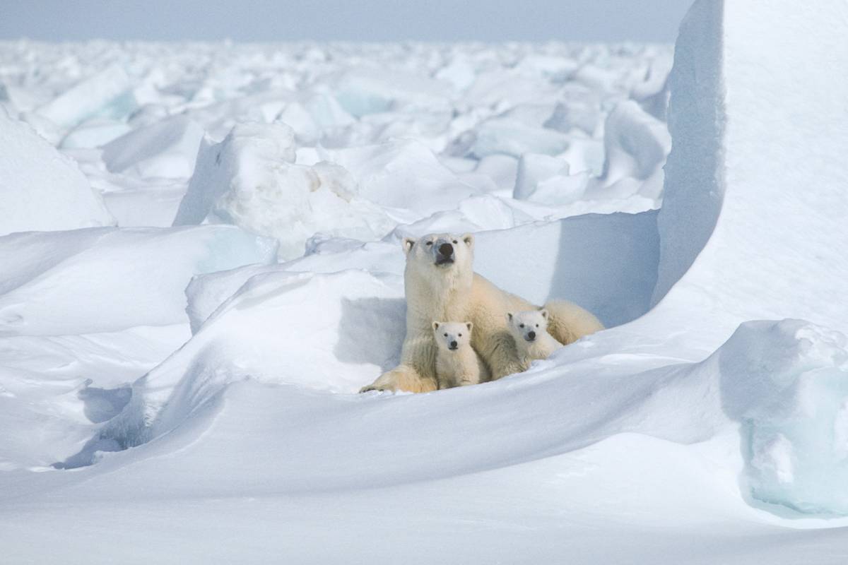 Polar bear with two cubs emerging from a den