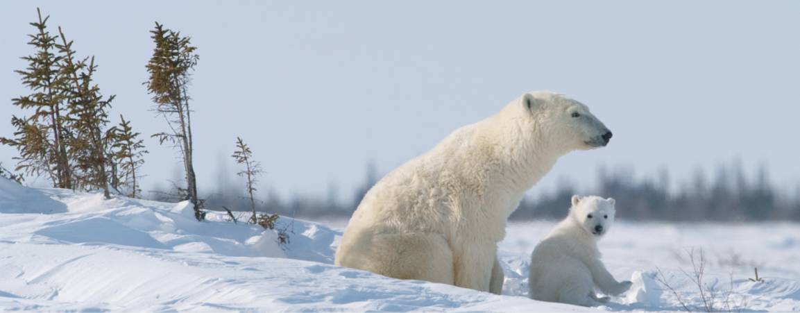 Mama bear and cub looking into the distance