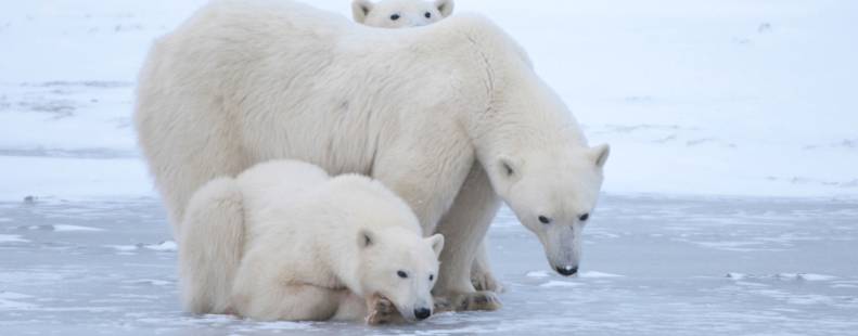 Mother bear and her cub looking down at the sea ice