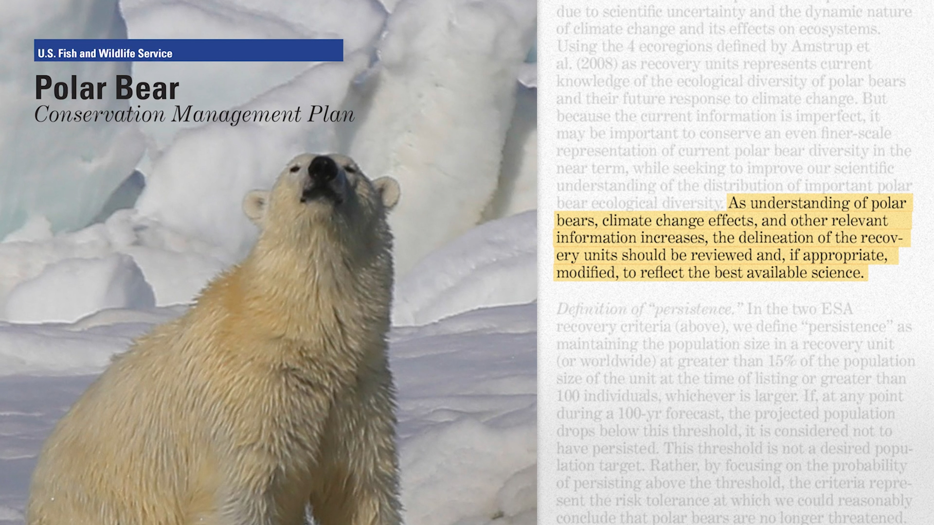 An image of a polar bear beneath the text