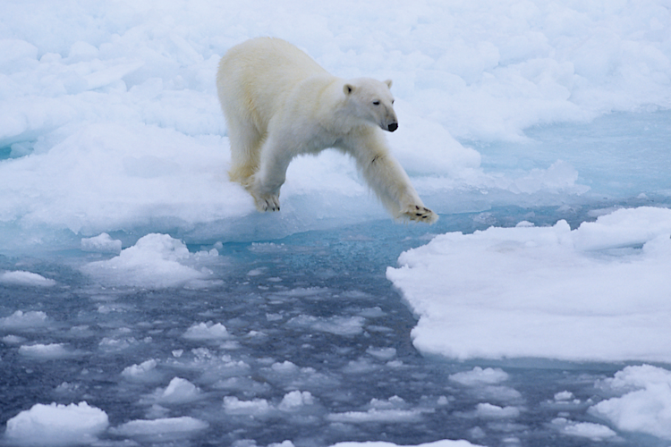 Polar bear leaping across the sea ice