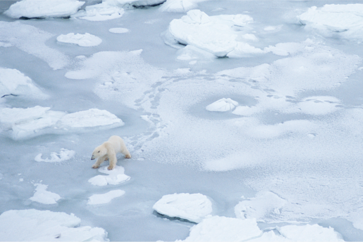 Polar bear travelling across ice image