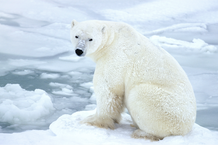 Polar bear sitting on ice image