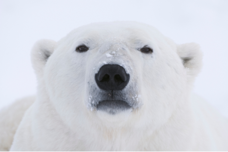 Close-up face of polar bear image