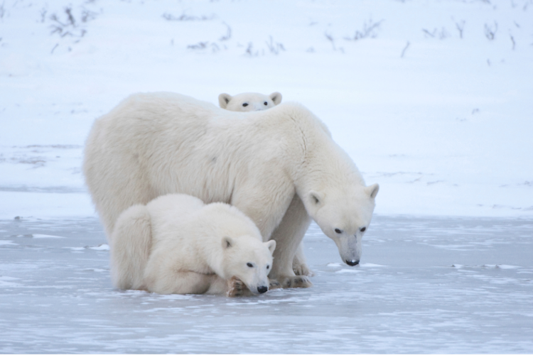 Mother bear with two cubs nestled on either side of her.