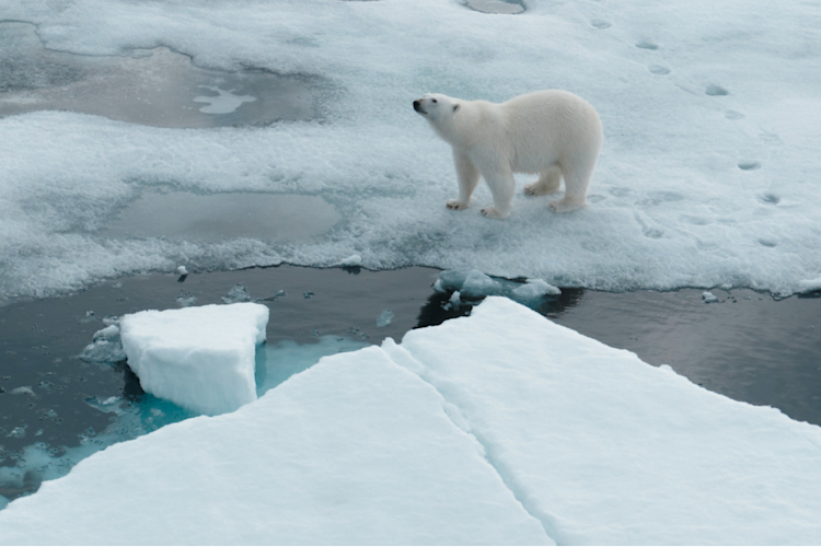 Overhead view of polar bear standing on the edge of the sea ice