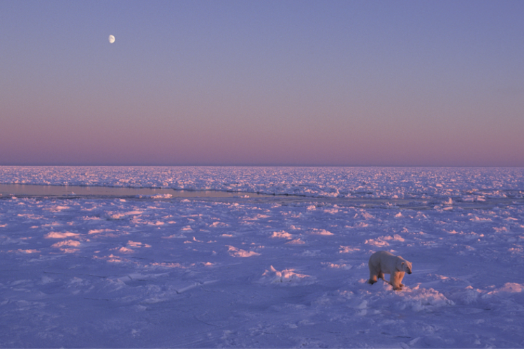 Polar bear walking across ice