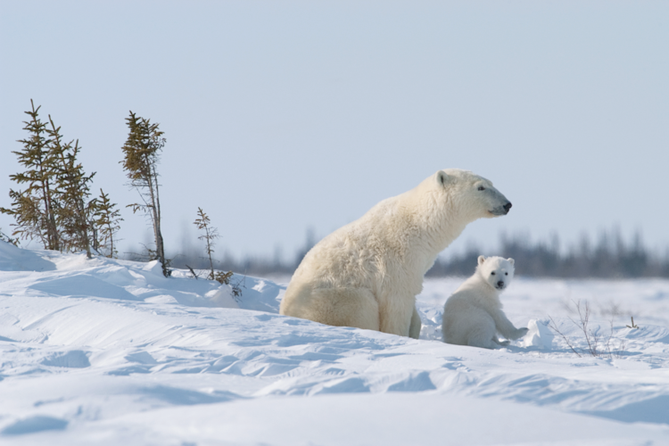 Mother bear and her cub