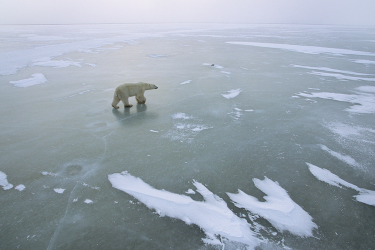 Polar bear walking across frozen ice