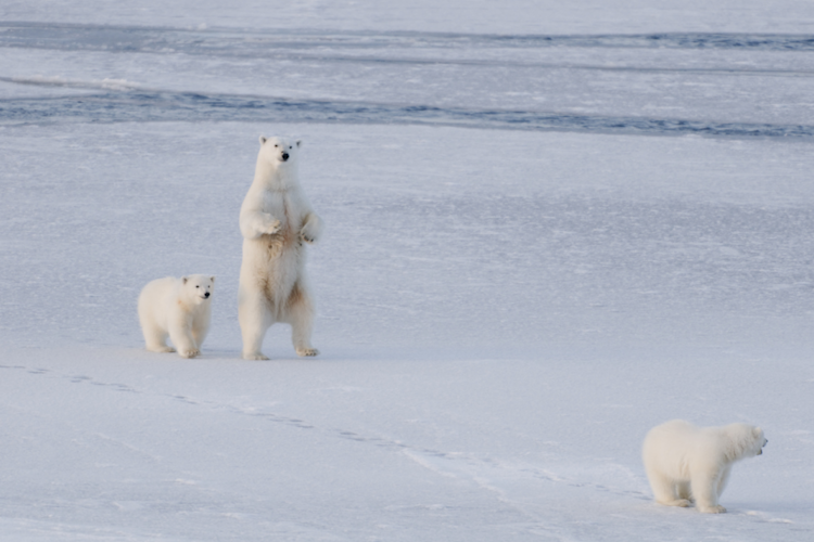 Three bears on the ice