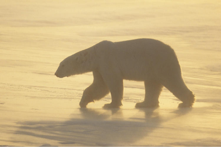 Polar bear traversing on the Arctic tundra