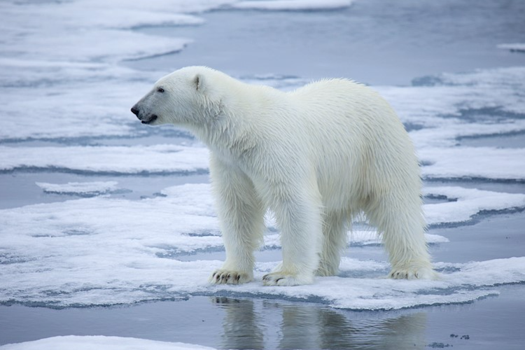 A polar bear on melting sea ice.