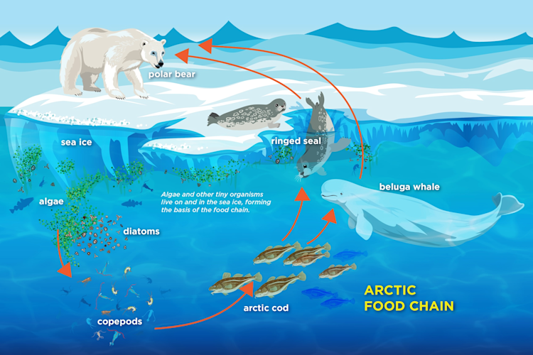 Arctic food web