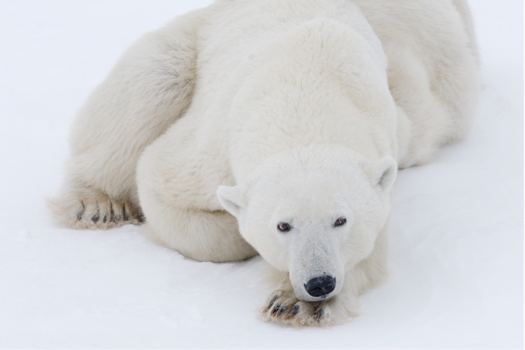 Polar bear laying on ice looking at camera image