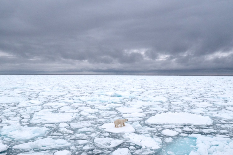Polar bear laying in the snow