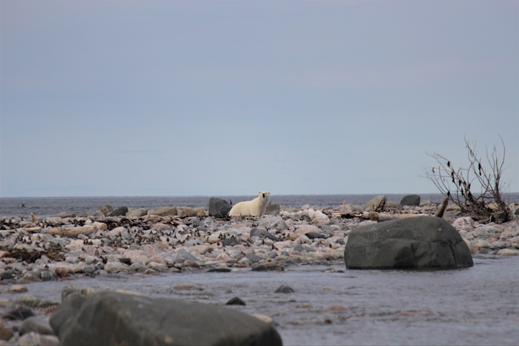 A polar bear stands on shore during summer in the Southern Hudson Bay region