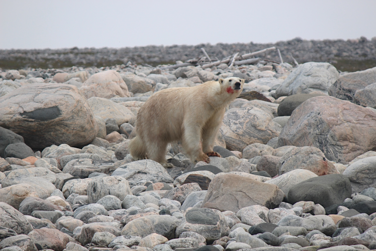 A polar bear on the rocky shoreline with blood on its face in Southern Hudson Bay