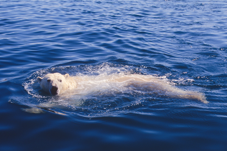 A polar bear swimming in the ocean