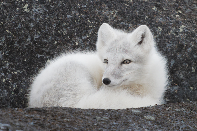 An Arctic fox on a rocky landscape