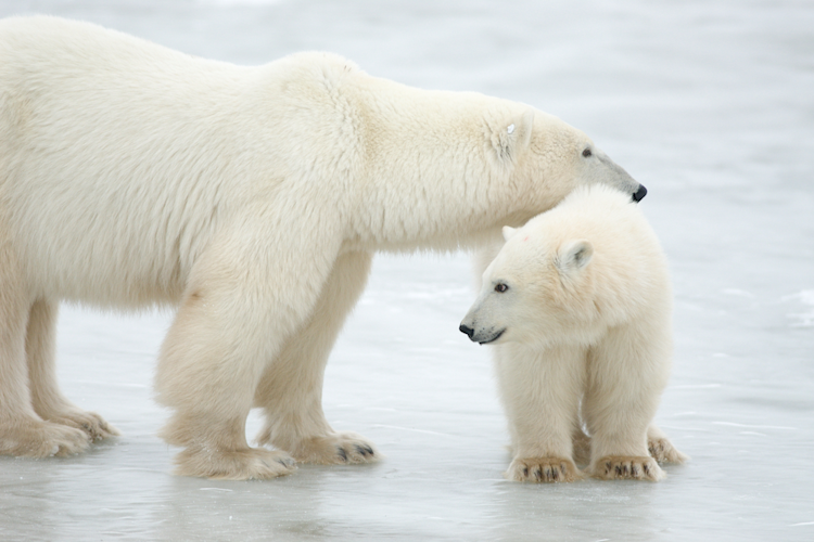 A mom and her polar bear cub on forming sea ice