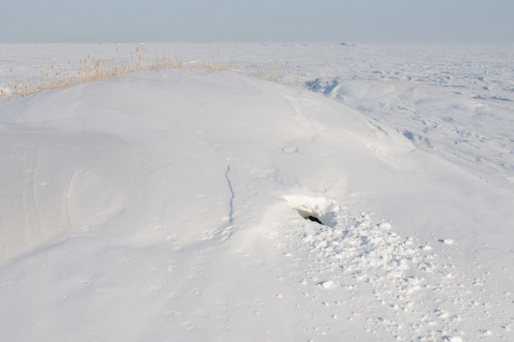 Polar bear den site showing the opening in the snow after the family has emerged