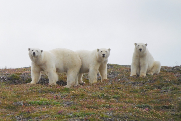 A mother polar bear and her two yearling cubs on a grassy slope on Wrangel Island, Russia