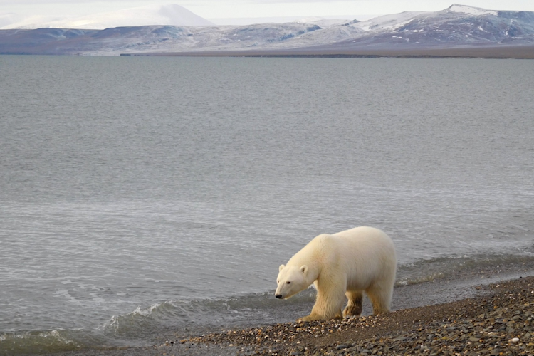 A healthy polar bear walks along the coast with open water in the background on Wrangel Island, Russia