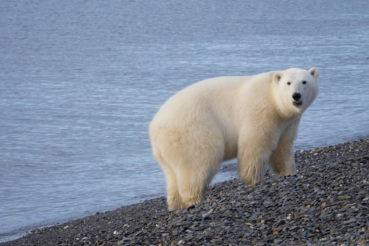 A healthy polar bear on a Chukchi Sea beach