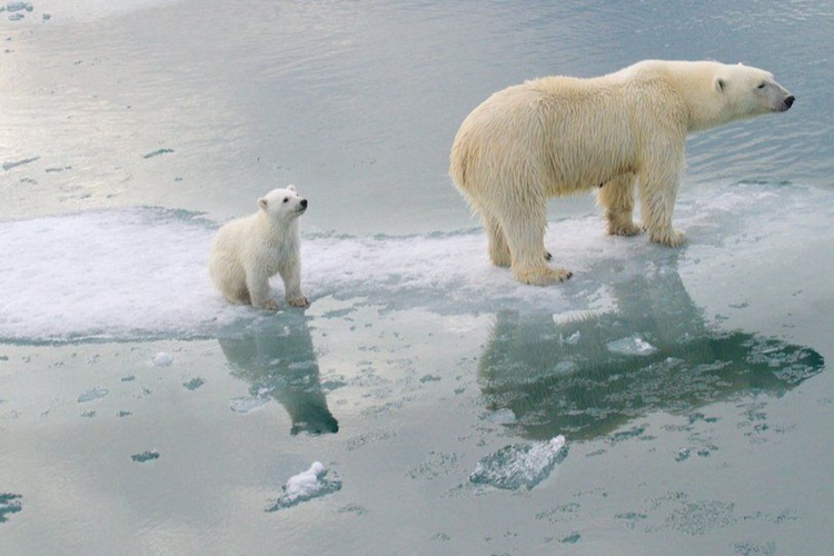 A mother bear standing on melting ice with a cub bear