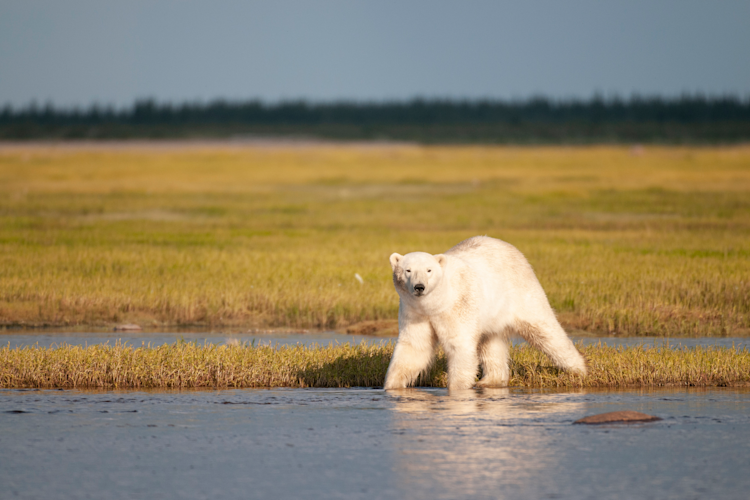 A polar bear stands near water during summer in Churchill, Manitoba