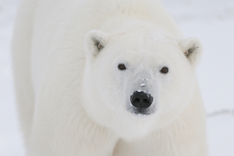 Close up of a polar bear with GPS tracking ear tags