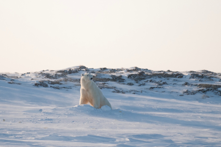 A female polar bear emerges from her den on the North Slope of Alaska