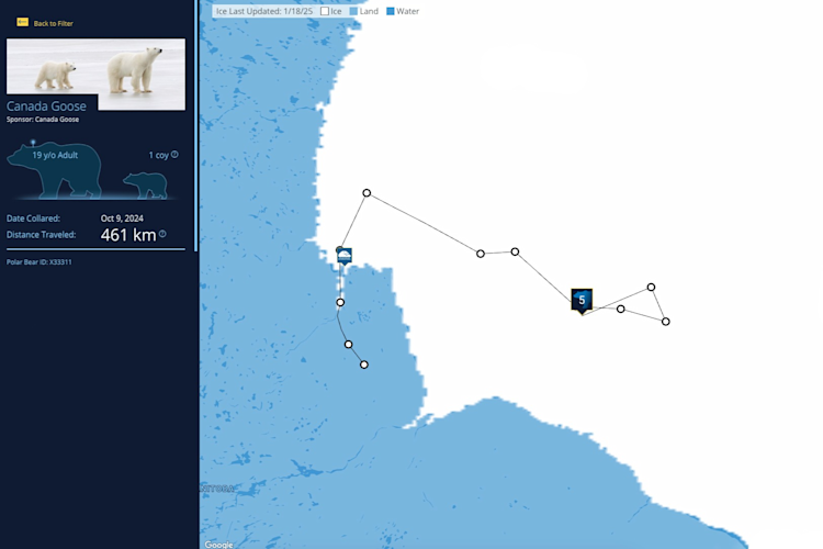 The Polar Bears International bear tracker map with the path of the bear "Canada Goose" highlighted