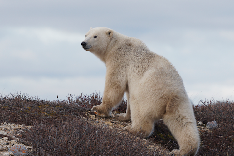 A polar bear walking on a snowless landscape