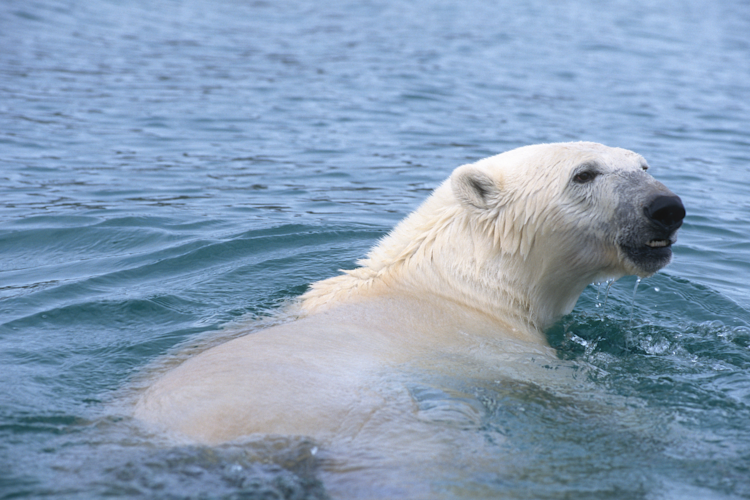 Polar bear swimming